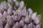 Broadleaf wild leek